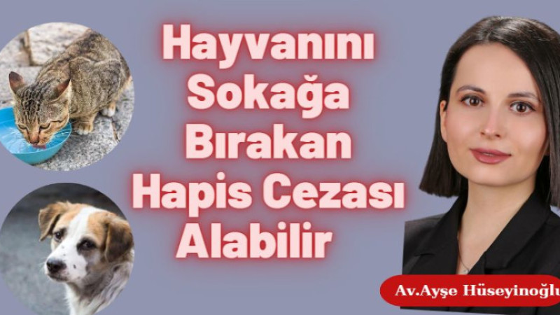 Hayvanını Sokağa Bırakan Hapis Cezası Alabilir